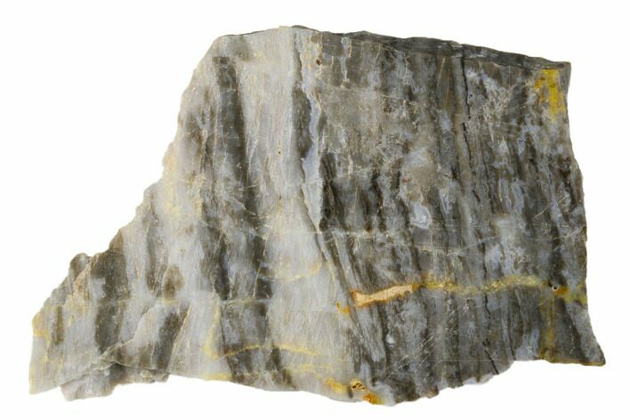 Polished Linella Avis Stromatolite - Million Years #180037